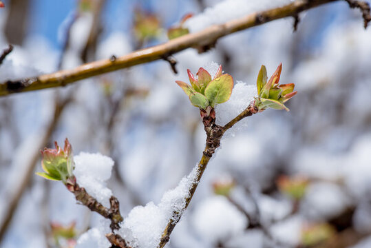 雪春融化海棠發(fā)芽