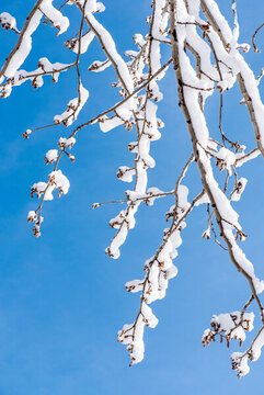 雪后樹枝