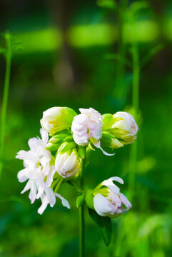 玉簪花