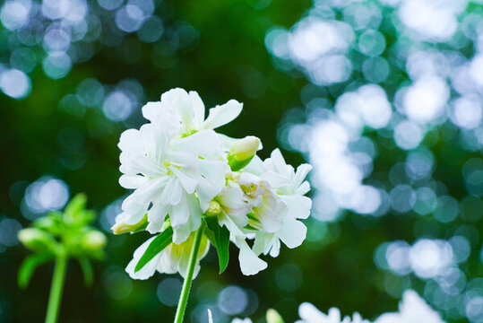 玉簪花