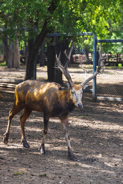 吉林長春動物園里的梅花鹿