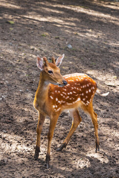 吉林長春動(dòng)物園里的梅花鹿