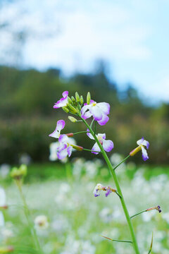 蘿卜菜花