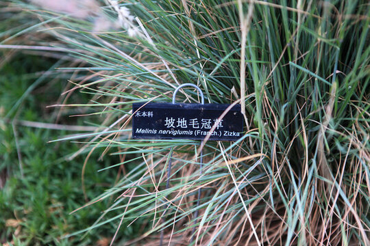 坡地毛冠草