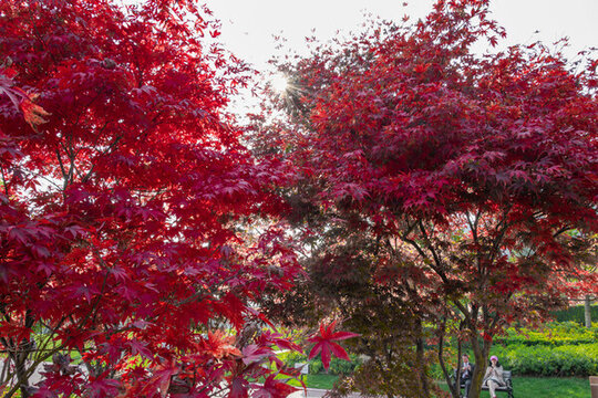 紅色楓樹