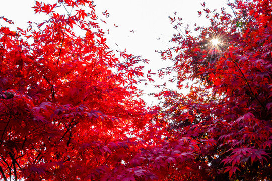 紅色楓樹