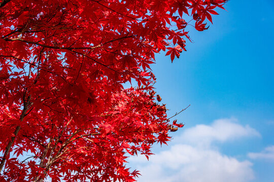 紅色楓樹