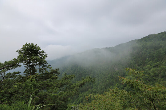 云霧山林