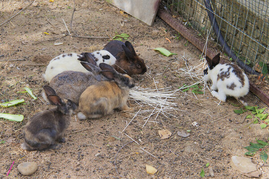 地上几只不同颜色的兔子