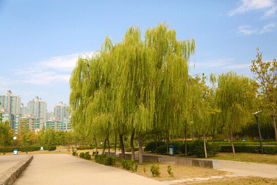 公園秋景