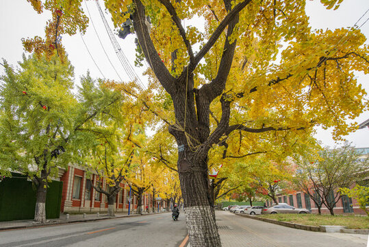銀杏大道