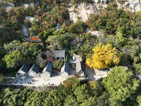 青島嶗山明霞洞銀杏樹(shù)