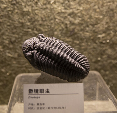 爵鏡眼蟲