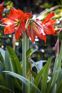 朱頂紅