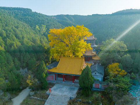 航拍濟(jì)南淌豆寺銀杏