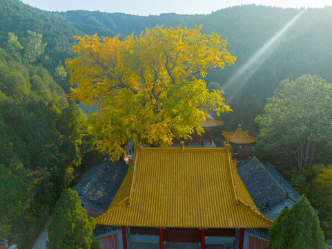 航拍濟南淌豆寺銀杏