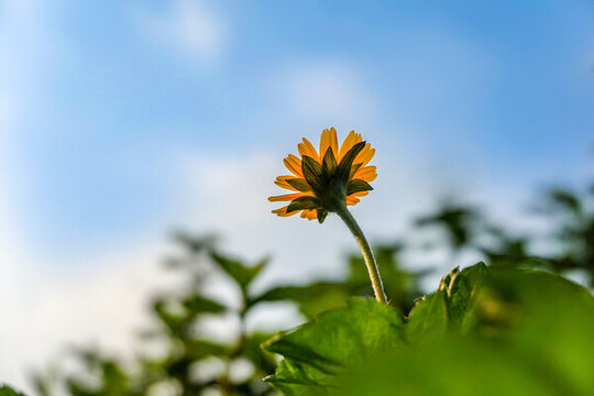 仰拍小黃花