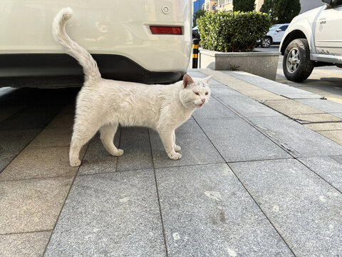 小區(qū)流浪貓