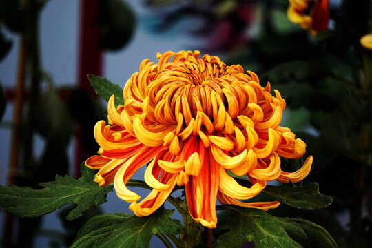 菊花