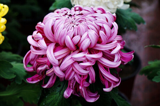 菊花