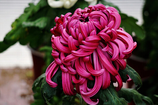 菊花