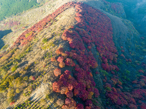 航拍濟(jì)南丁子寨紅葉