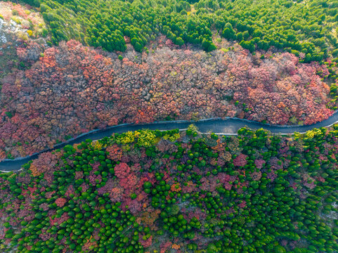 航拍濟(jì)南蚰蜒山紅葉