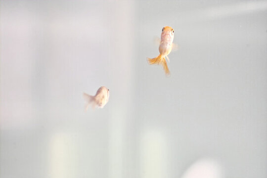 小金魚