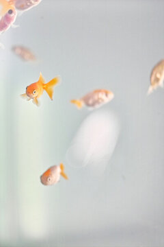 小金魚