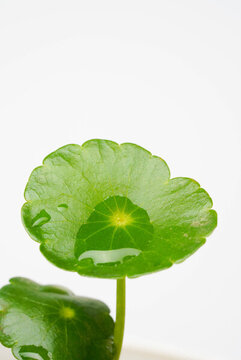 銅錢草