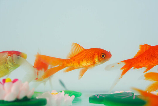 夏至小金魚