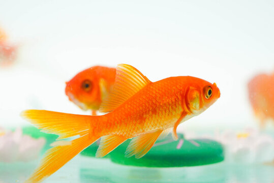 夏至小金魚