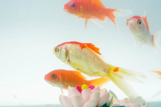 夏至小金魚