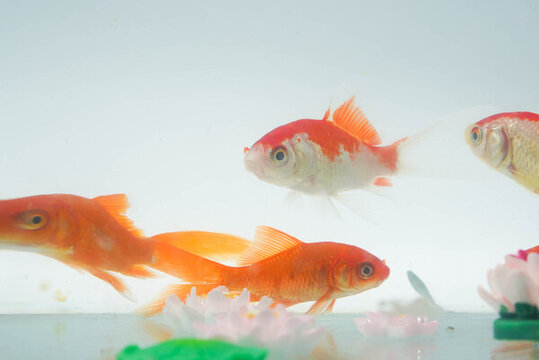 夏至小金魚