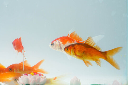 夏至小金魚