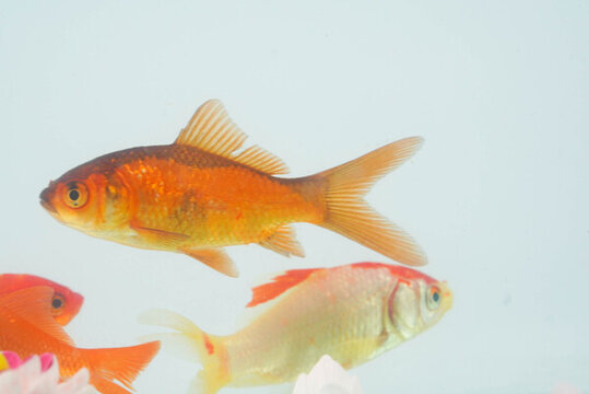 夏至小金魚