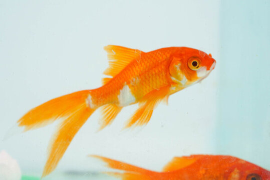 夏至小金魚