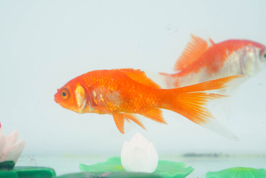 夏至小金魚