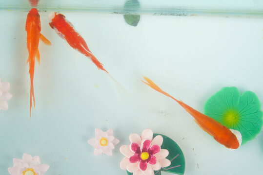 夏至小金魚
