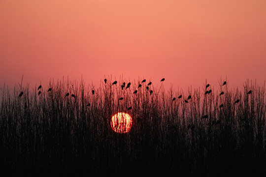 夕陽(yáng)
