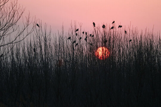 夕陽小樹林