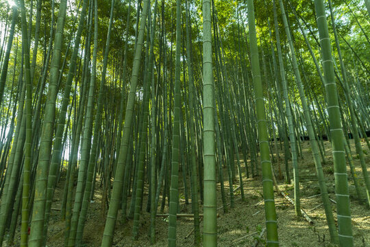 竹林