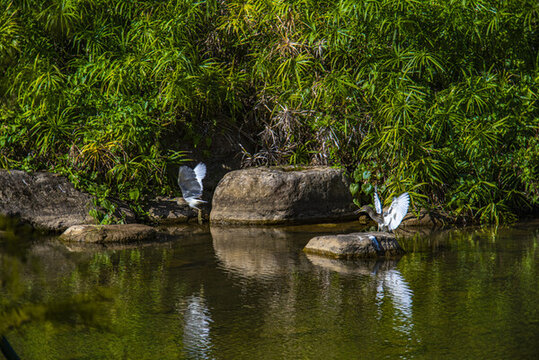 水岸鷺鳥