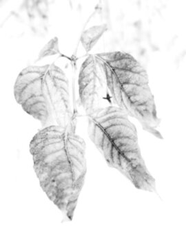 葉子黑白圖