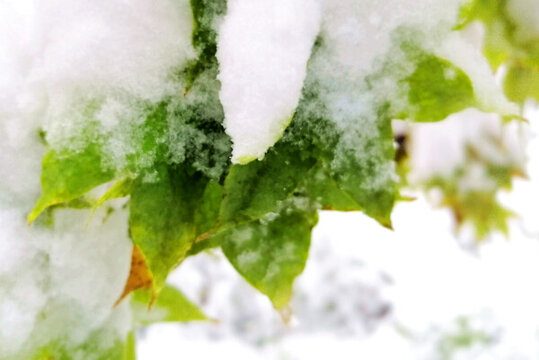 雪中楓葉