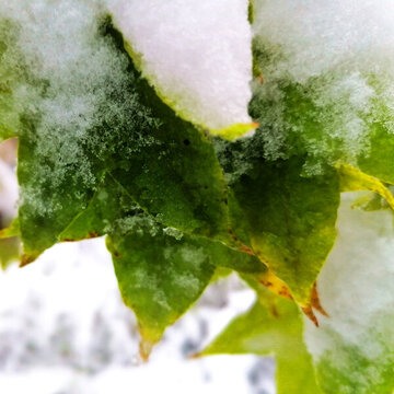 積雪