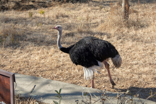 鴕鳥