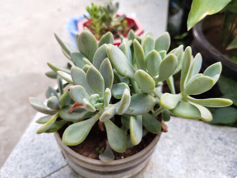 多肉植物