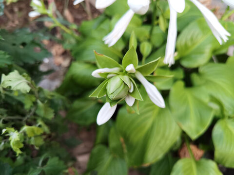 玉簪花
