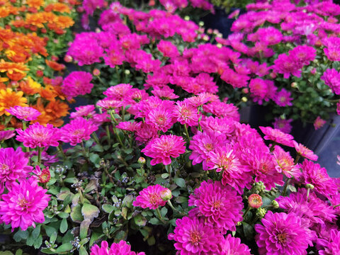 紅色菊花